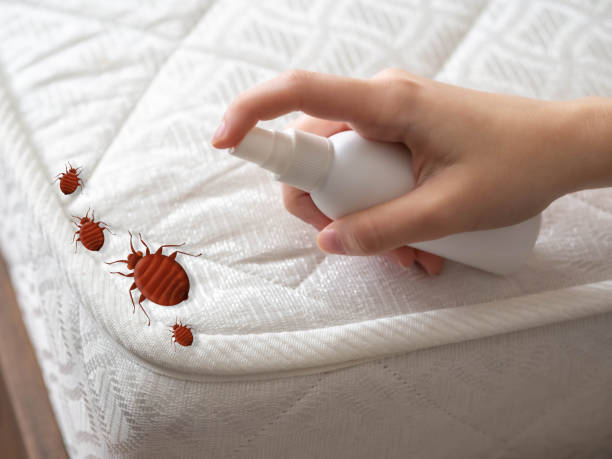 Best Flea Control Services  in Ack, NY