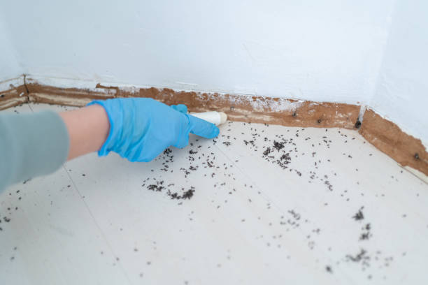 Best Pest Removal Services  in Ack, NY